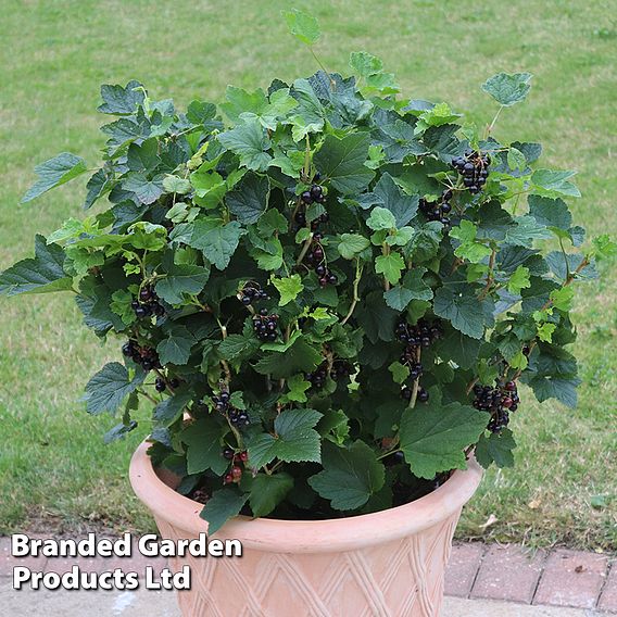 Blackcurrant 'Summer Pearls Patio Black' (Patio fruit)