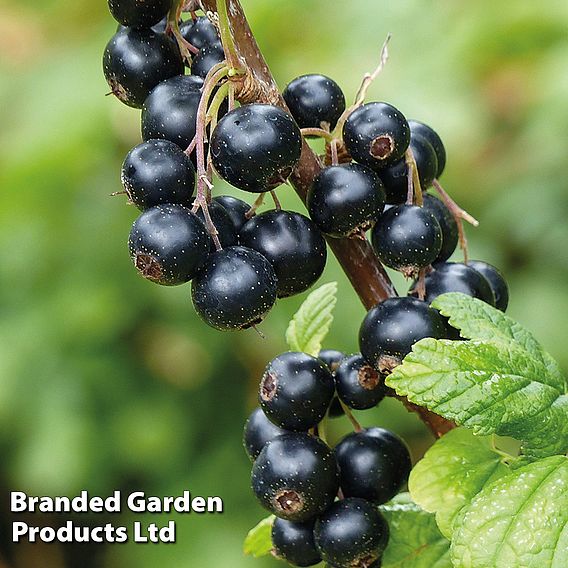 Currant 'Trio'