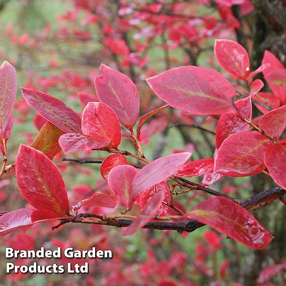 Blueberry 'Chandler'