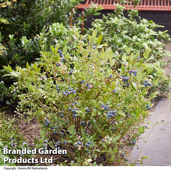 Blueberry 'Blue Suede'