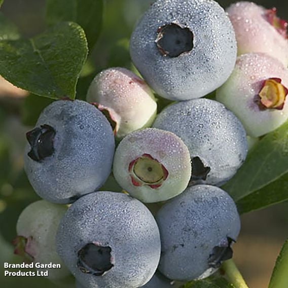 Blueberry 'Chandler'