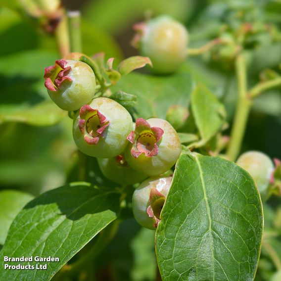 Blueberry 'Jersey'