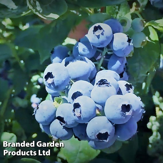 Blueberry (Vaccinium) 'Megasblue'