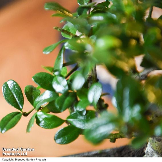 Bonsai Carmona microphylla