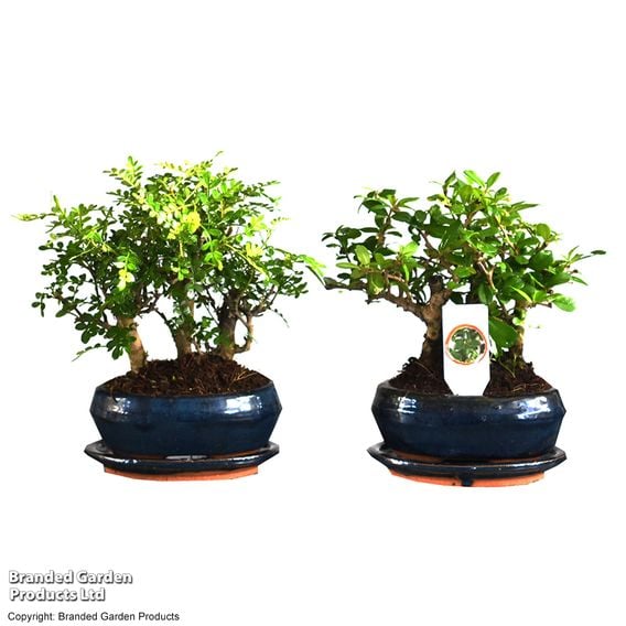 Bonsai Miniature Forest Mix