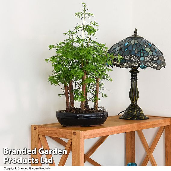 Bonsai Metasequoia Forest In Oval Ceramic