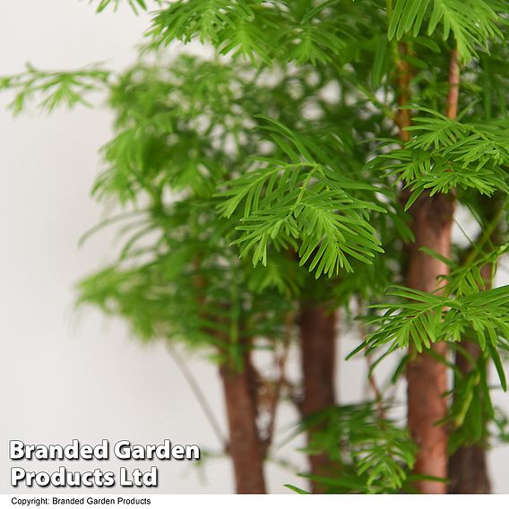 Bonsai Metasequoia Forest In Oval Ceramic