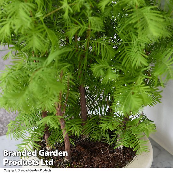 Bonsai Metasequoia Forest In Oval Ceramic