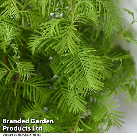 Bonsai Metasequoia Forest In Oval Ceramic