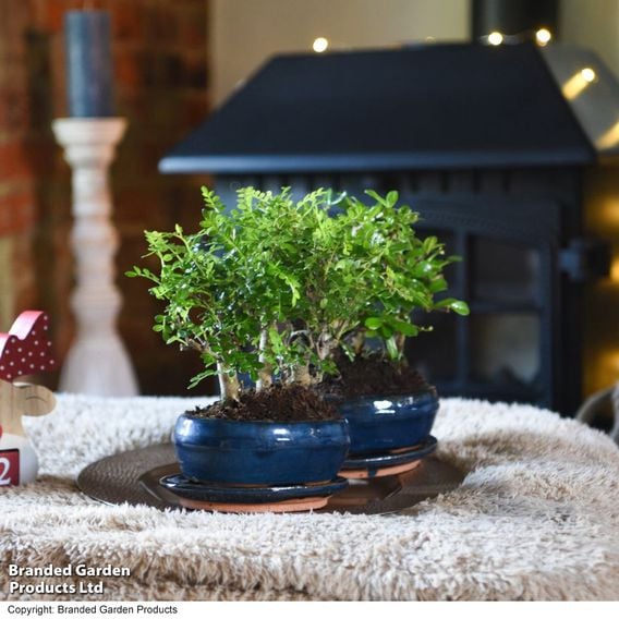 Bonsai Miniature Forest Mix