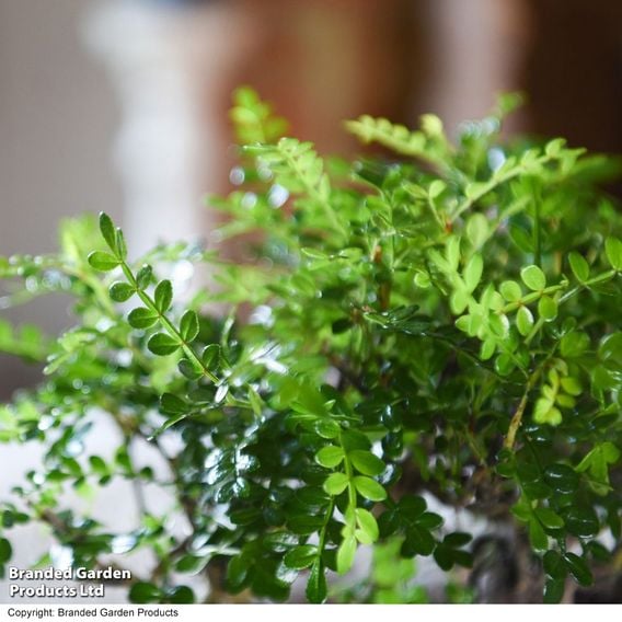 Bonsai Miniature Forest Mix