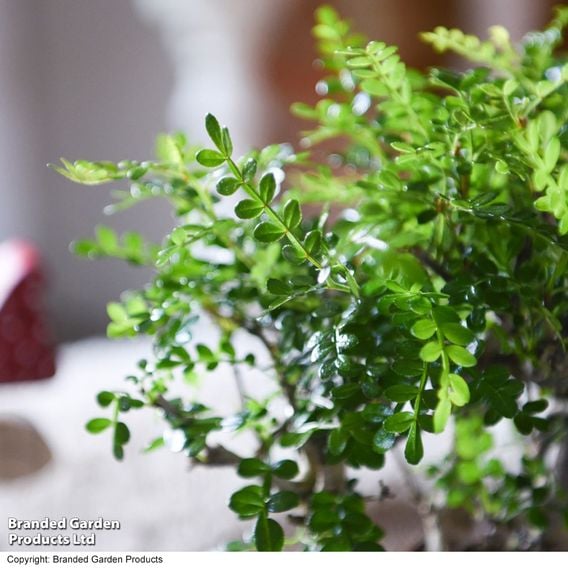 Bonsai Miniature Forest Mix