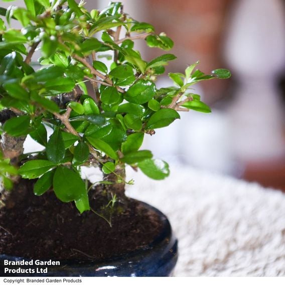 Bonsai Miniature Forest Mix