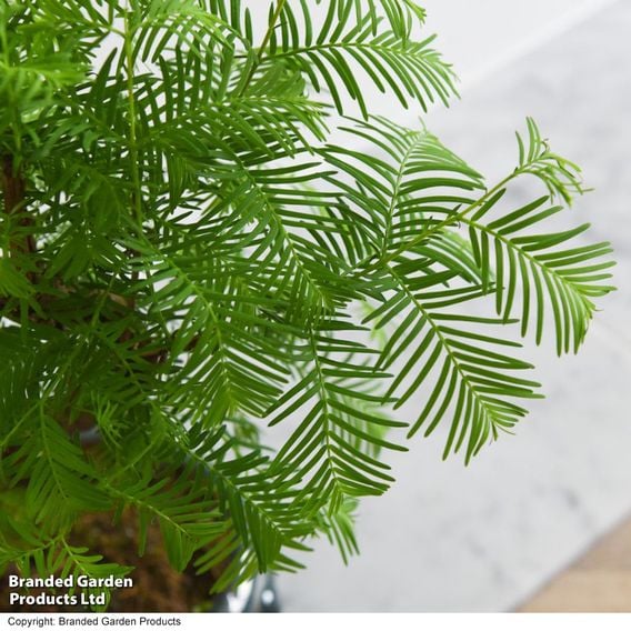 Metasequoia glyptostroboides - Shaped Bonsai