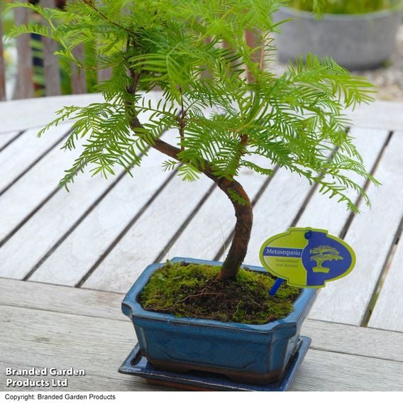Metasequoia glyptostroboides - Shaped Bonsai