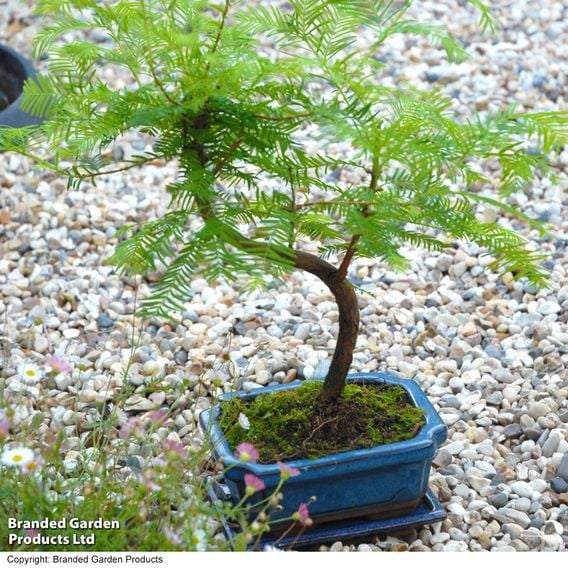 Metasequoia glyptostroboides - Shaped Bonsai