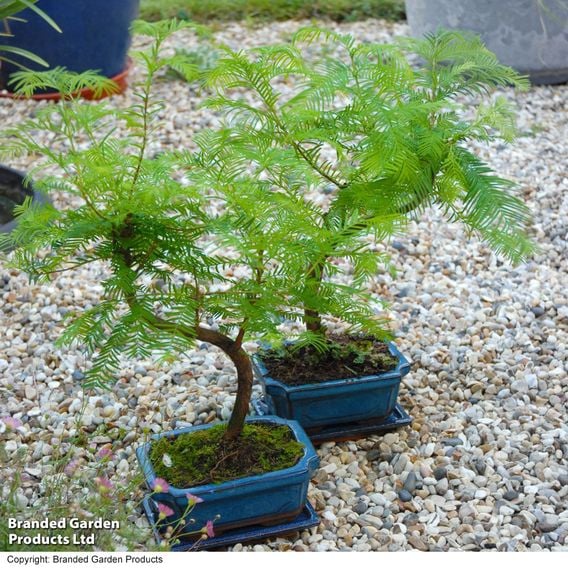 Metasequoia glyptostroboides - Shaped Bonsai