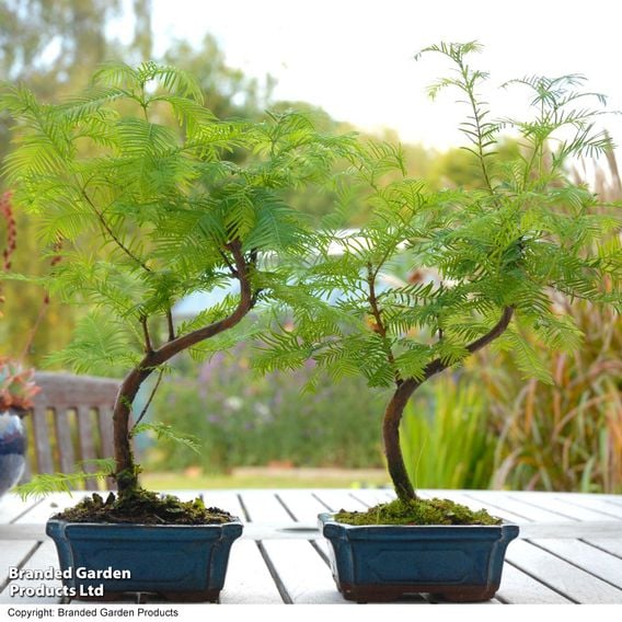 Metasequoia glyptostroboides - Shaped Bonsai