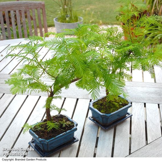 Metasequoia glyptostroboides - Shaped Bonsai