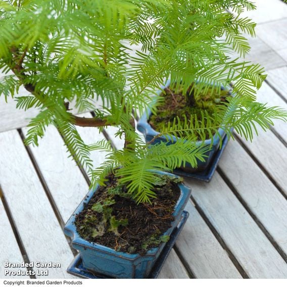 Metasequoia glyptostroboides - Shaped Bonsai