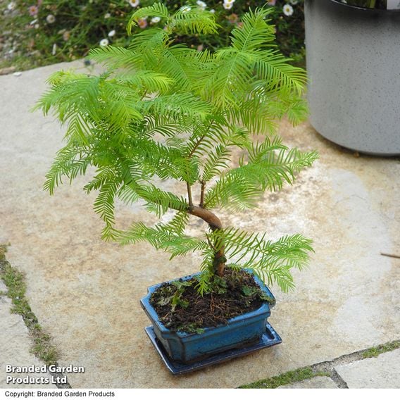 Metasequoia glyptostroboides - Shaped Bonsai