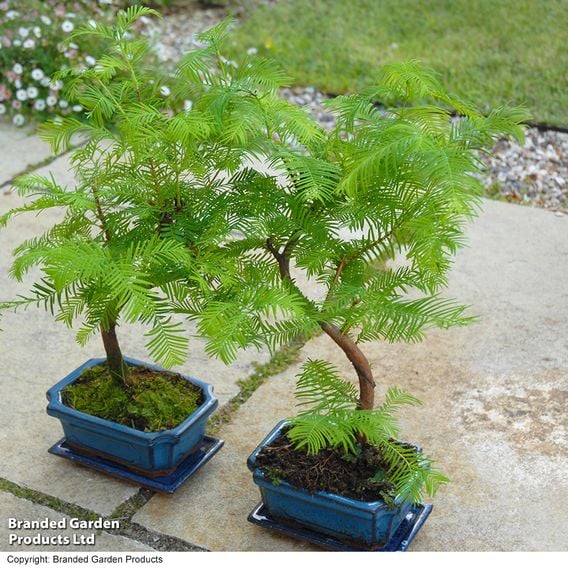 Metasequoia glyptostroboides - Shaped Bonsai