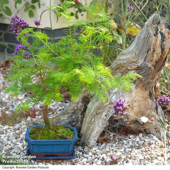 Metasequoia glyptostroboides - Shaped Bonsai