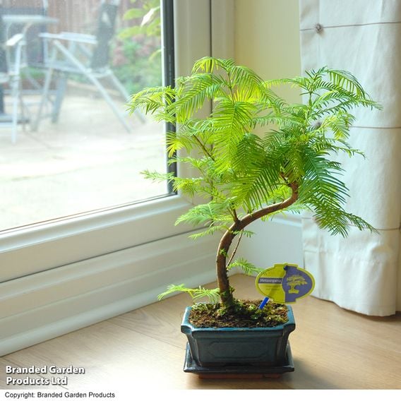 Metasequoia glyptostroboides - Shaped Bonsai