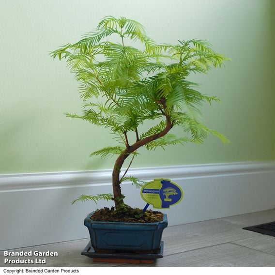 Metasequoia glyptostroboides - Shaped Bonsai