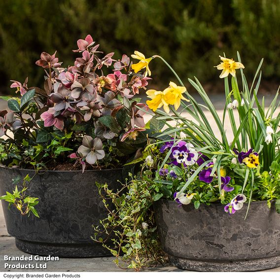 Garden Gear - Caesar Marble Effect Charcoal Bowl Planters