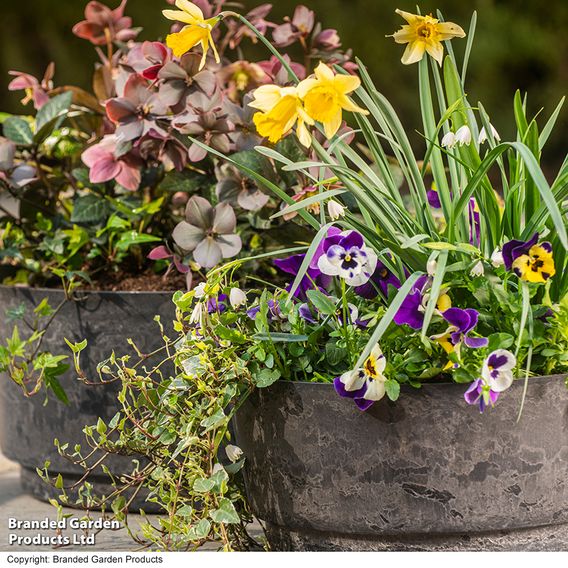Garden Gear - Caesar Marble Effect Charcoal Bowl Planters