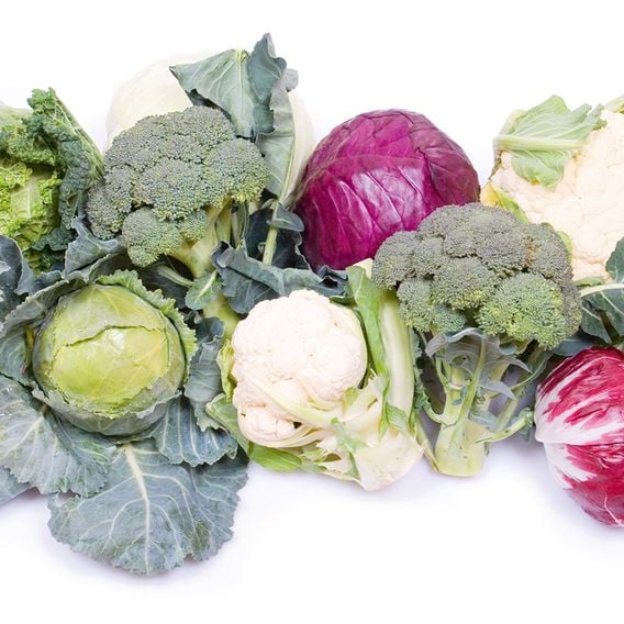 Keep Cropping Brassica Autumn Collection