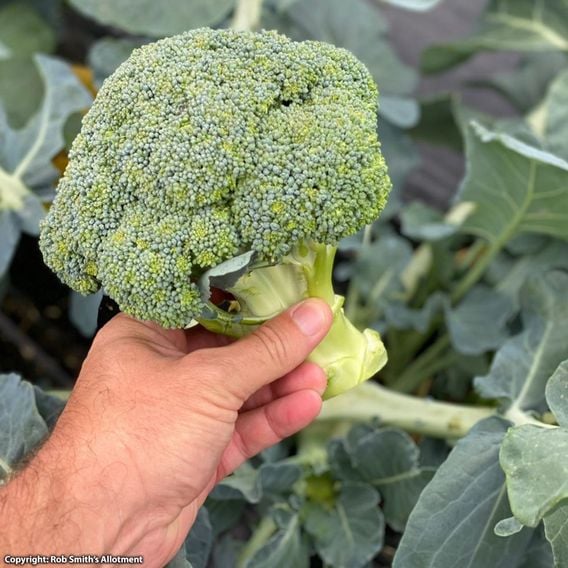 Broccoli 'Gemini' F1 - Seeds