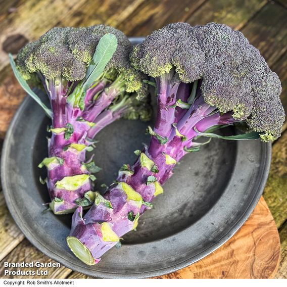 Broccoli 'Purple Magic' F1 - Seeds