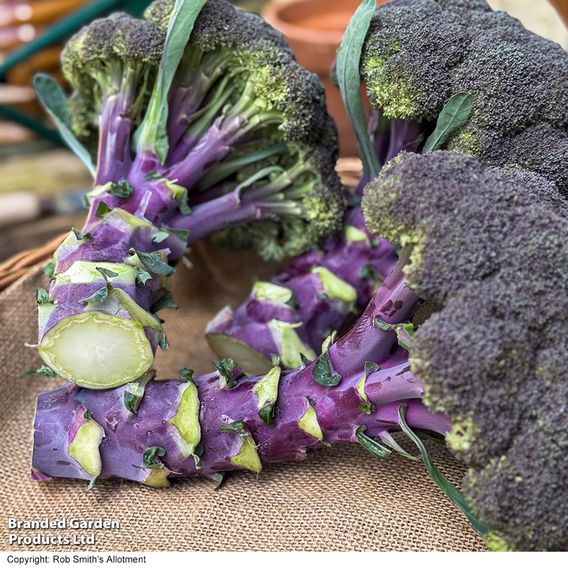 Broccoli 'Purple Magic' F1 - Seeds