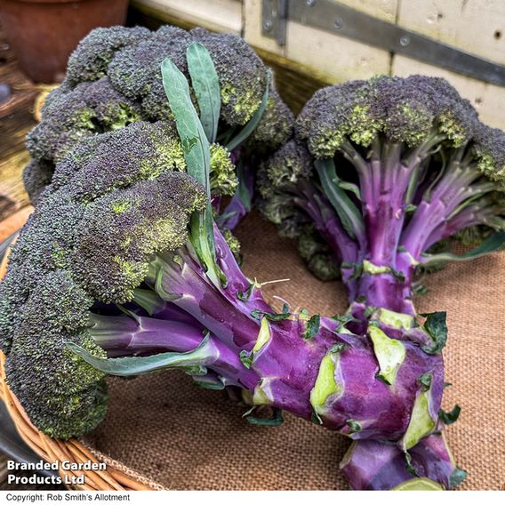 Broccoli 'Purple Magic' F1 - Seeds
