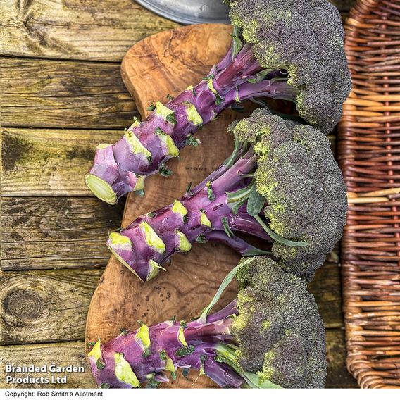Broccoli 'Purple Magic' F1 - Seeds