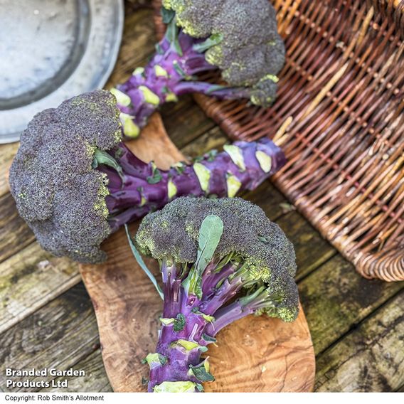 Broccoli 'Purple Magic' F1 - Seeds