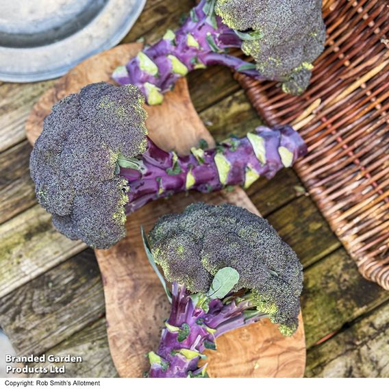Broccoli 'Purple Magic' F1 - Seeds