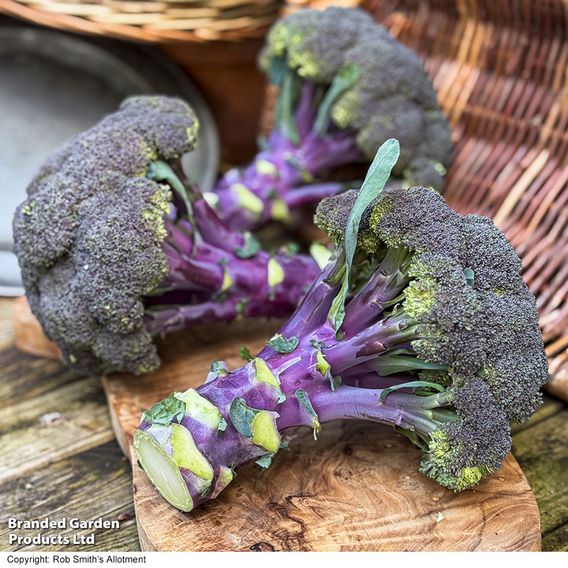 Broccoli 'Purple Magic' F1 - Seeds