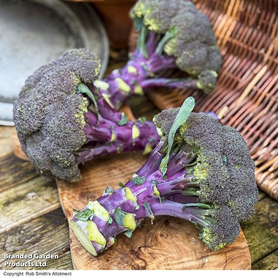 Broccoli 'Purple Magic' F1 - Seeds