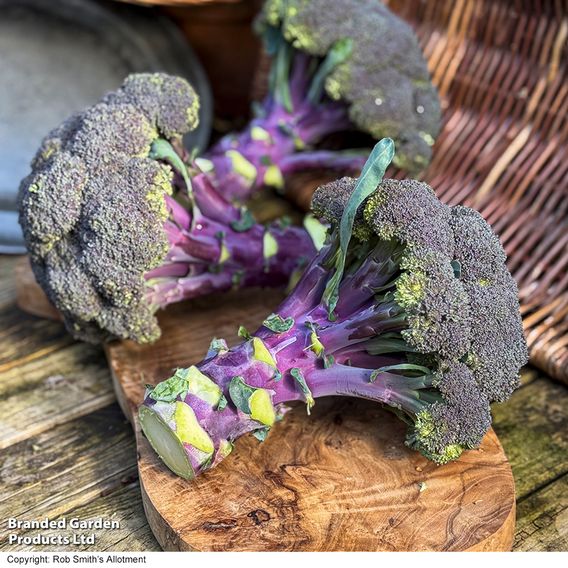 Broccoli 'Purple Magic' F1 - Seeds