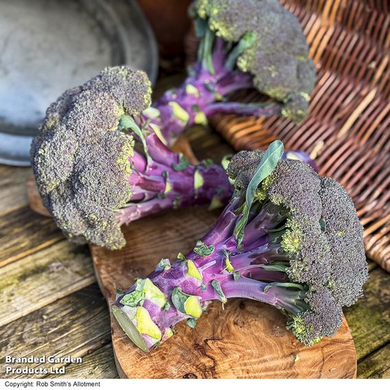 Broccoli 'Purple Magic' F1 - Seeds