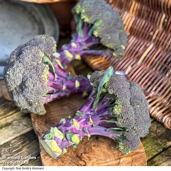 Broccoli 'Purple Magic' F1 - Seeds