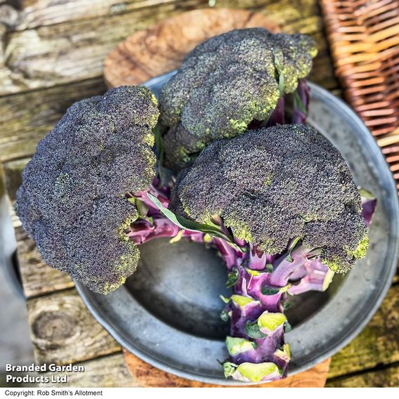 Broccoli 'Purple Magic' F1 - Seeds