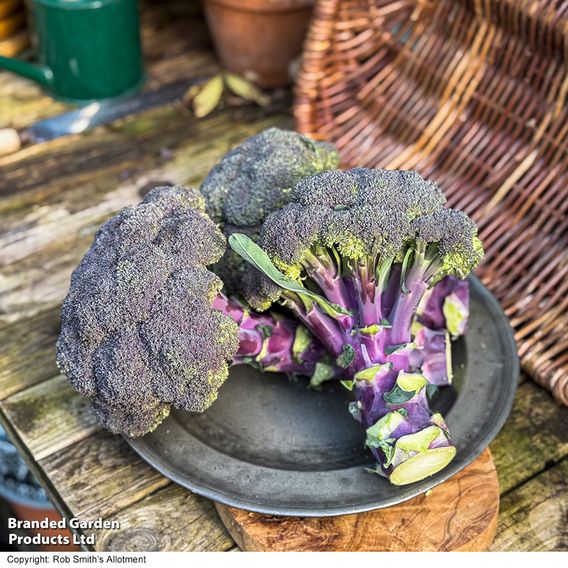 Broccoli 'Purple Magic' F1 - Seeds