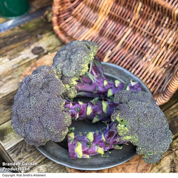 Broccoli 'Purple Magic' F1 - Seeds