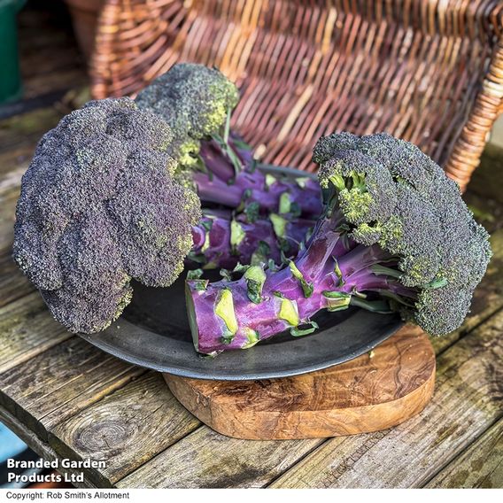 Broccoli 'Purple Magic' F1 - Seeds