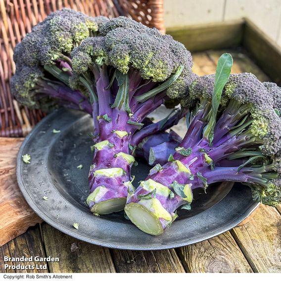 Broccoli 'Purple Magic' F1 - Seeds