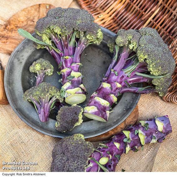 Broccoli 'Purple Magic' F1 - Seeds